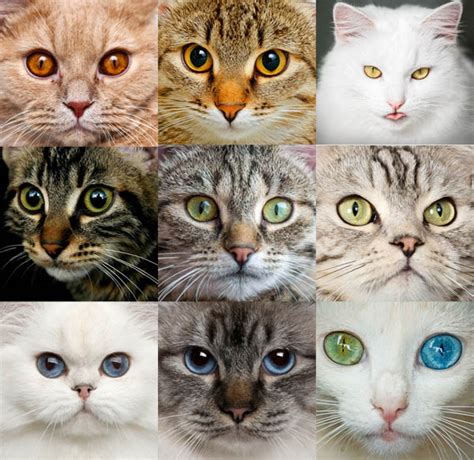 different cat eyes|11 Different Cat Eye Colors (With Pictures) .